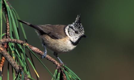 Consulta pública del Proyecto de Orden de creación de la sección de Biodiversidad del Consejo de Medio Ambiente