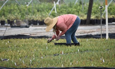 Mujer trabajando en tareas agrícolas